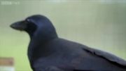 باهوش ترین پرنده دنیا(کلاغ)