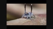 رقص زیبای عنکبوت طاووسی