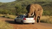 حمله فیل به انسان