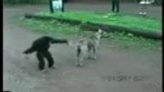 اذیت کردن سگ توسط میمون