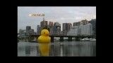 اردک غول پیکر در ابهای سیدنی