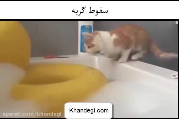 غرق شدن گربه
