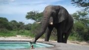 استفاده غیر قانونی فیل از استخر خصوصی