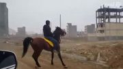 اسب کرد کیسان اردبیل