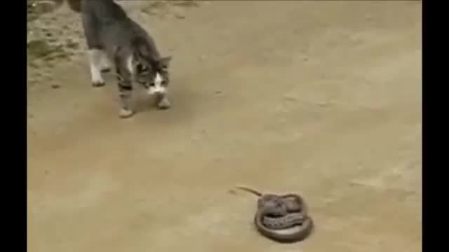 نبرد واقعی گربه در مقابل مار