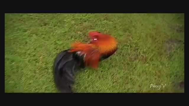 Phoenix Rooster