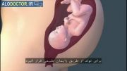 مراحل رشد جنین(قسمت دهم)