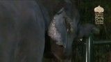 زایمان کردن پر مشغله فیل !!!!!