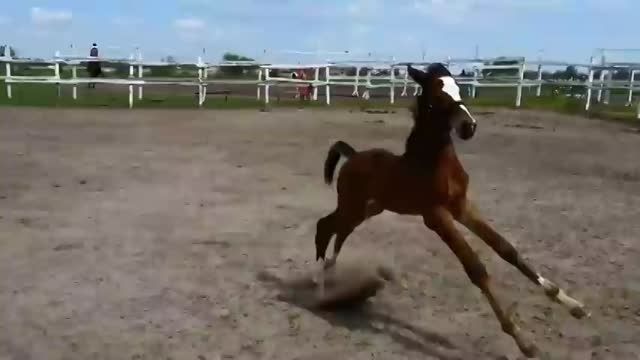 Furioso Horse