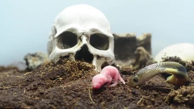خوردن بچه موش توسط مار کبرا