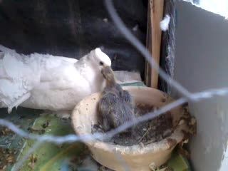 غذا دادن کبوتر به جوجه