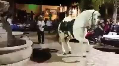 رقص اسب در دسکو