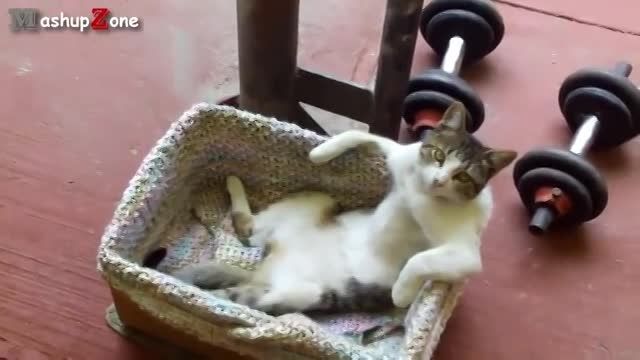 گربه های خنده دار مانند انسان نشسته