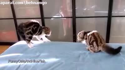 دنیای عجیب گربه ها.ته خنده :))