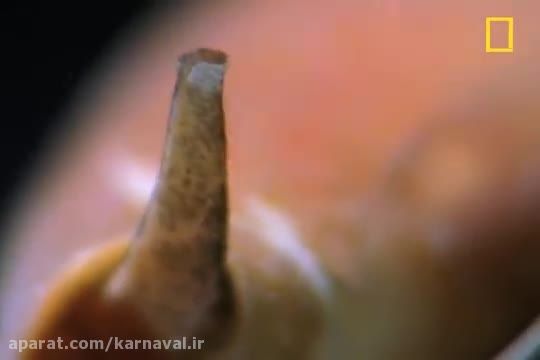 کارناوال | حلزون مخروطی مرمری