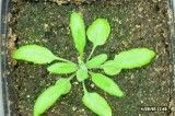 فیلم نحوه رشد گیاه آرابیدوپسیس