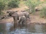 حمله کروکودیل به فیل در آب
