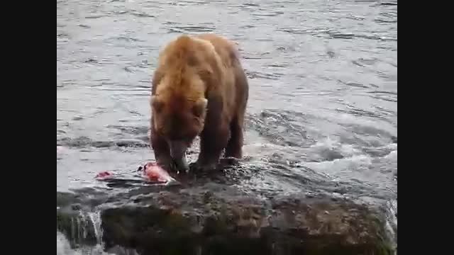 پرش ماهیان در ابشار به دهان خرس