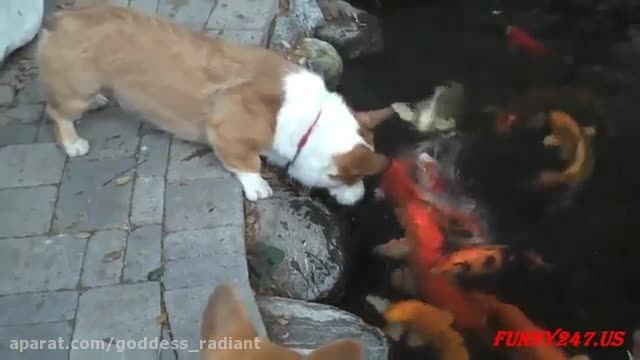 بازی کردن سگ با ماهی