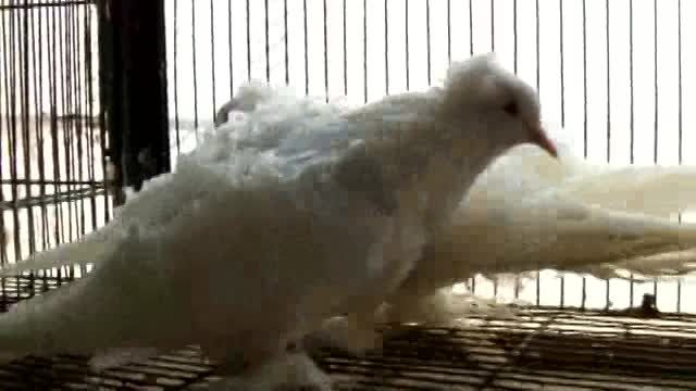 کبوتر جک سون سفید کاکلی