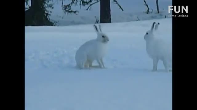 نبرد مرگبار بین دو خرگوش قطبی!!