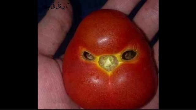 گنجشک گوجه فرنگی