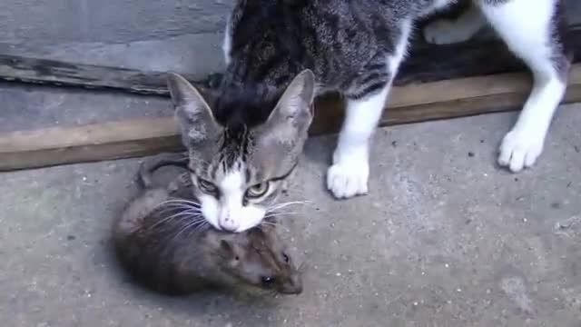 کشتن موش عظیم الجثه توسط گربه