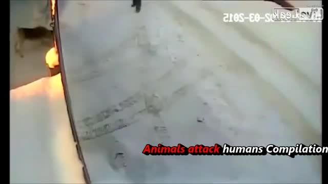 حمله حیوانات وحشتناک بر روی انسان