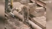 میمون باهوش امدادگر