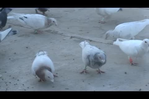 کبوتران همدان -کنجینه
