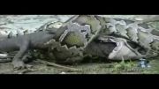 صحنه نادری از خورده شدن تمساح توسط مار پیتون