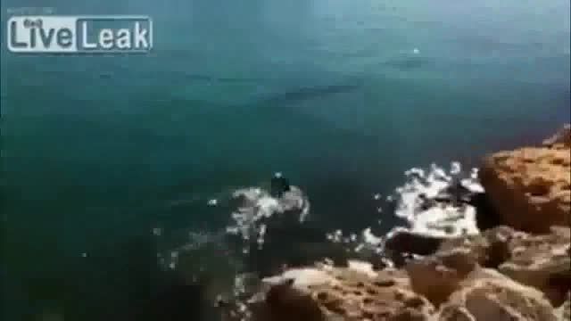 شنا کردن سگ با دلفین ها