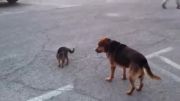 نبرد گربه و سگ