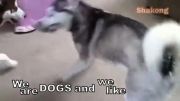Dogs Like Socks Video
