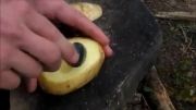 پختن تخم مرغ در سیب زمینی