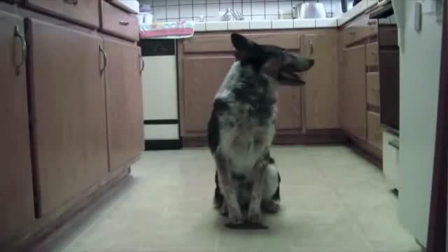 Smart Dog - سگ زرنگ - هوشیارترین سگ دنیا