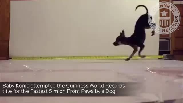 رکورد زنی سگ برای راه رفتن روی دست