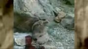 کشتن خرس ایرانی