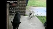 گربه زورگو vs سگ ترسو :))