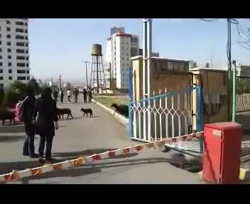 چریدن گوسفندان جلوی درب دانشگاه علوم پزشکی زنجان