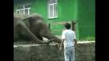 نوازش  وحشتناک فیل خشمگین