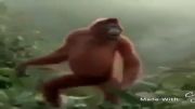 رقصیدن جالب میمون