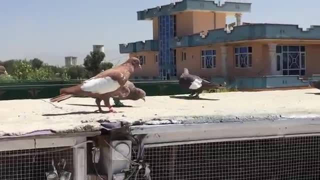 کبوتران نژاد افغانی