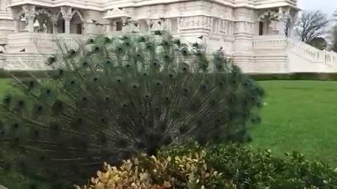 وقتی طاووس پرهایش را باز می کند