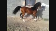 سینا اسبی از روستای پیکان جرقویه اصفهان