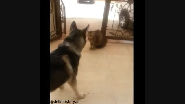 سگی که از گربه می ترسد