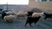 غروب روستای مزار و بازگشت گوسفندان