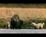 شکاربوفالوی آمریکایی توسط گرگهای وحشی(زجر آور)
