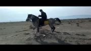 اسب عرب کرد زیبا -فروشی مخصوص تعذیه 09131635612