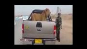 فیلم/ عکس یادگاری سربازان عراقی با شیر